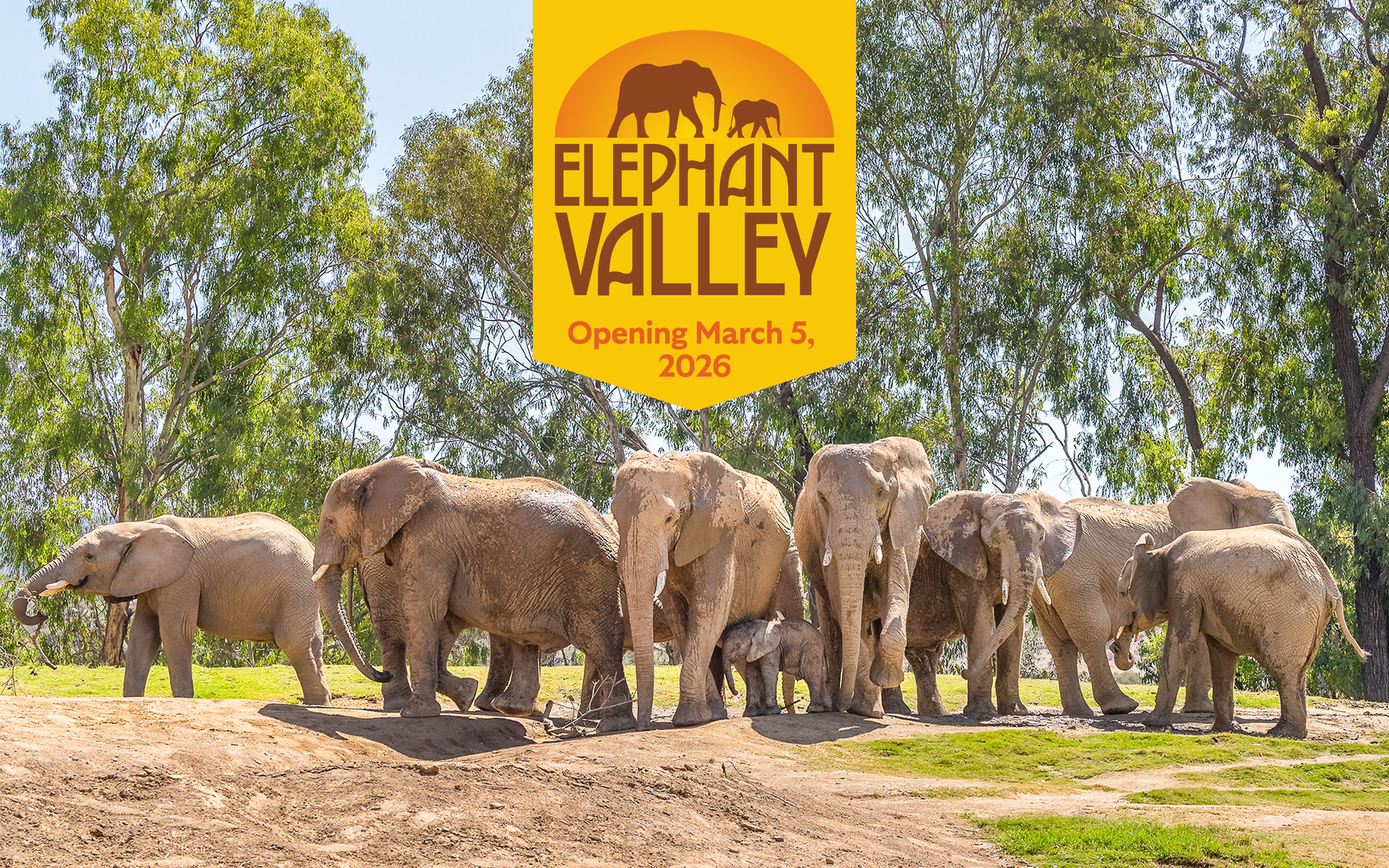 Elephant Valley Opening March 5, 2026 - Image of elephant herd with tress in background